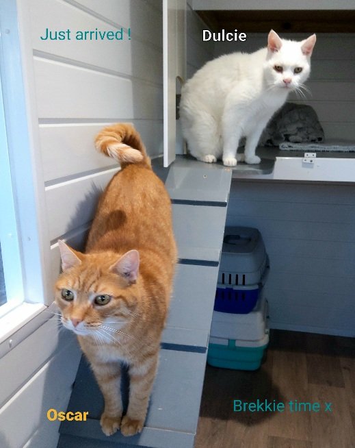 Kings Cattery - Photo 2