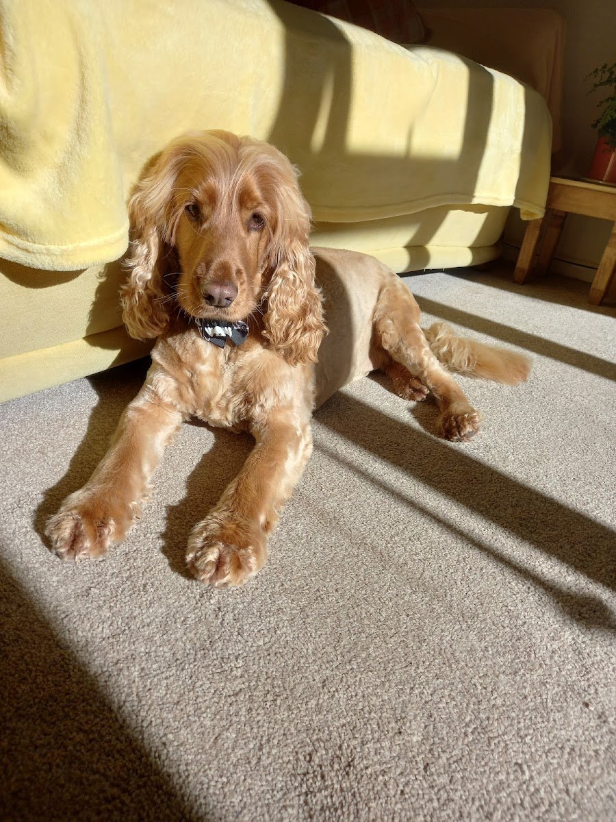 Doodles Dog Grooming, Bracknell - Photo 2