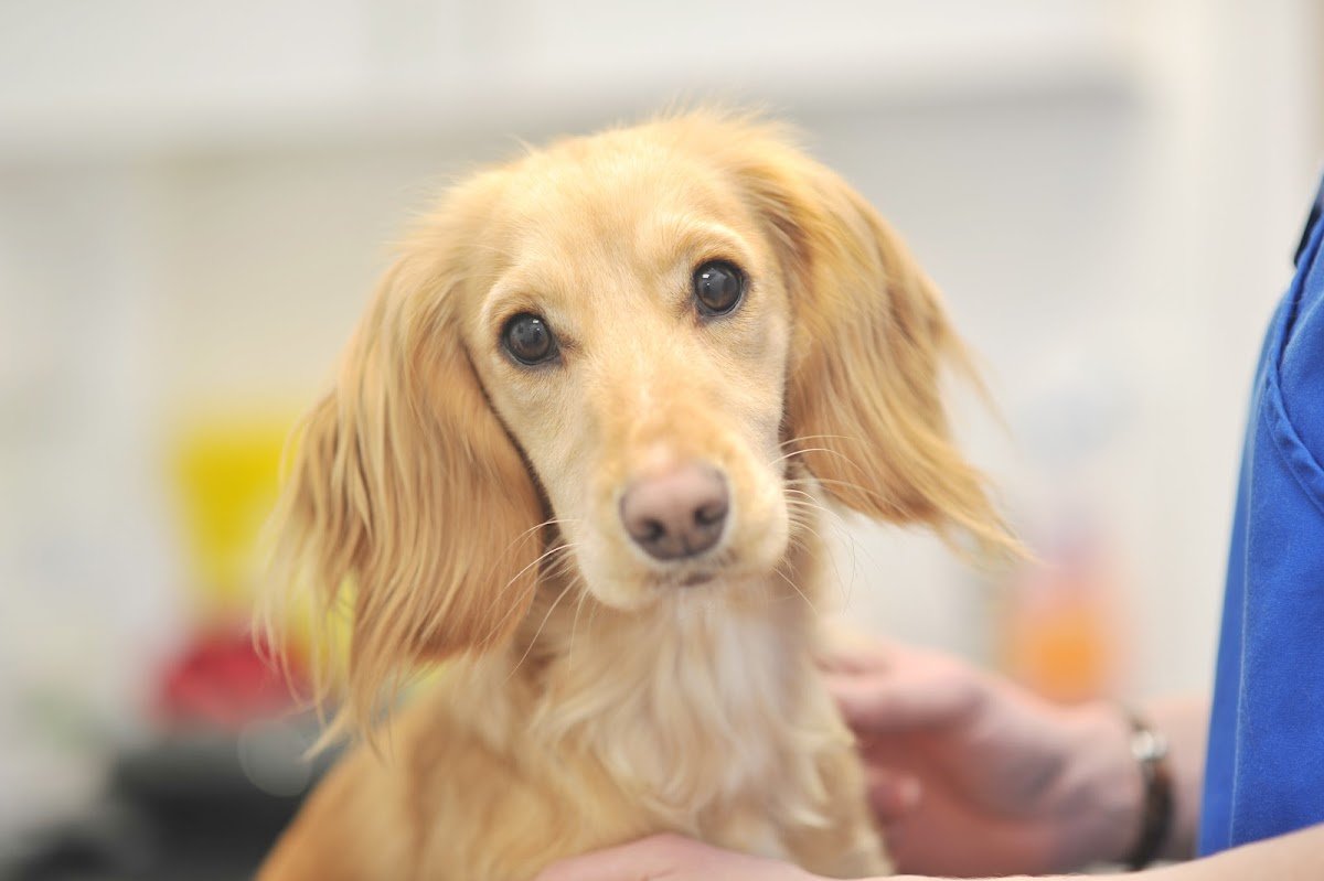 Blenheim Veterinary Centre - Photo 2