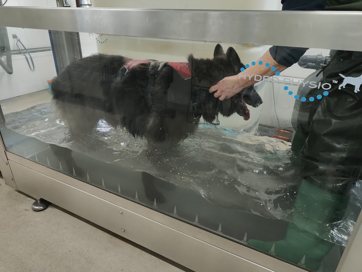 Ashbourne Canine Hydrotherapy Centre - Photo 2