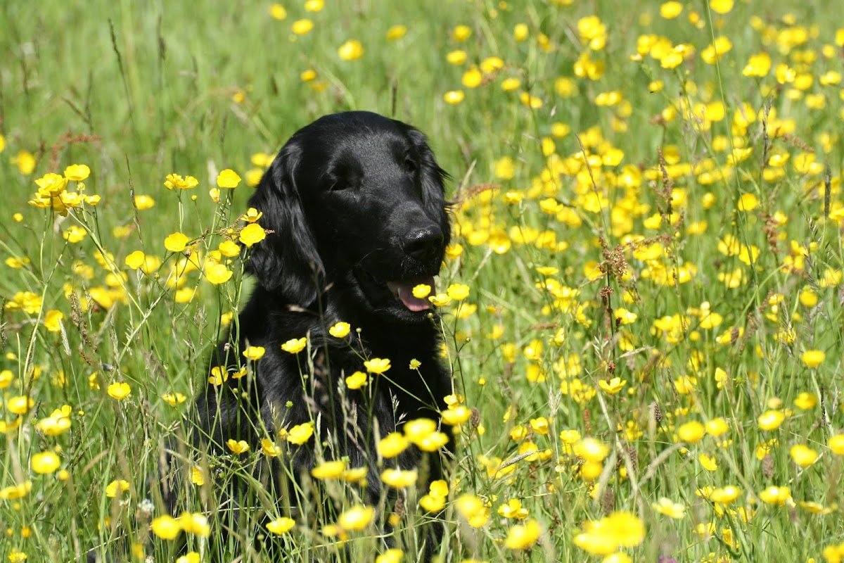 Benvellyn Kennels - Photo 2