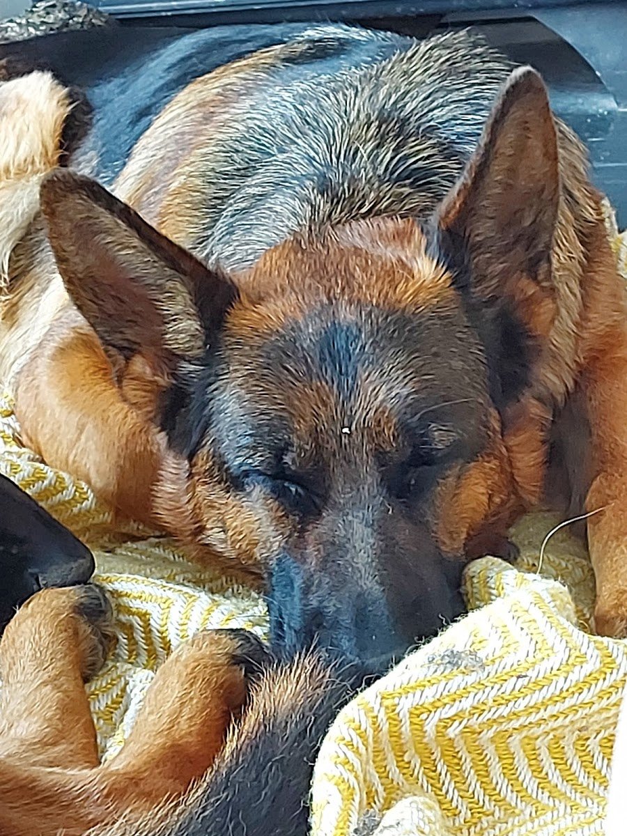 Kilburn K9s - Photo 2