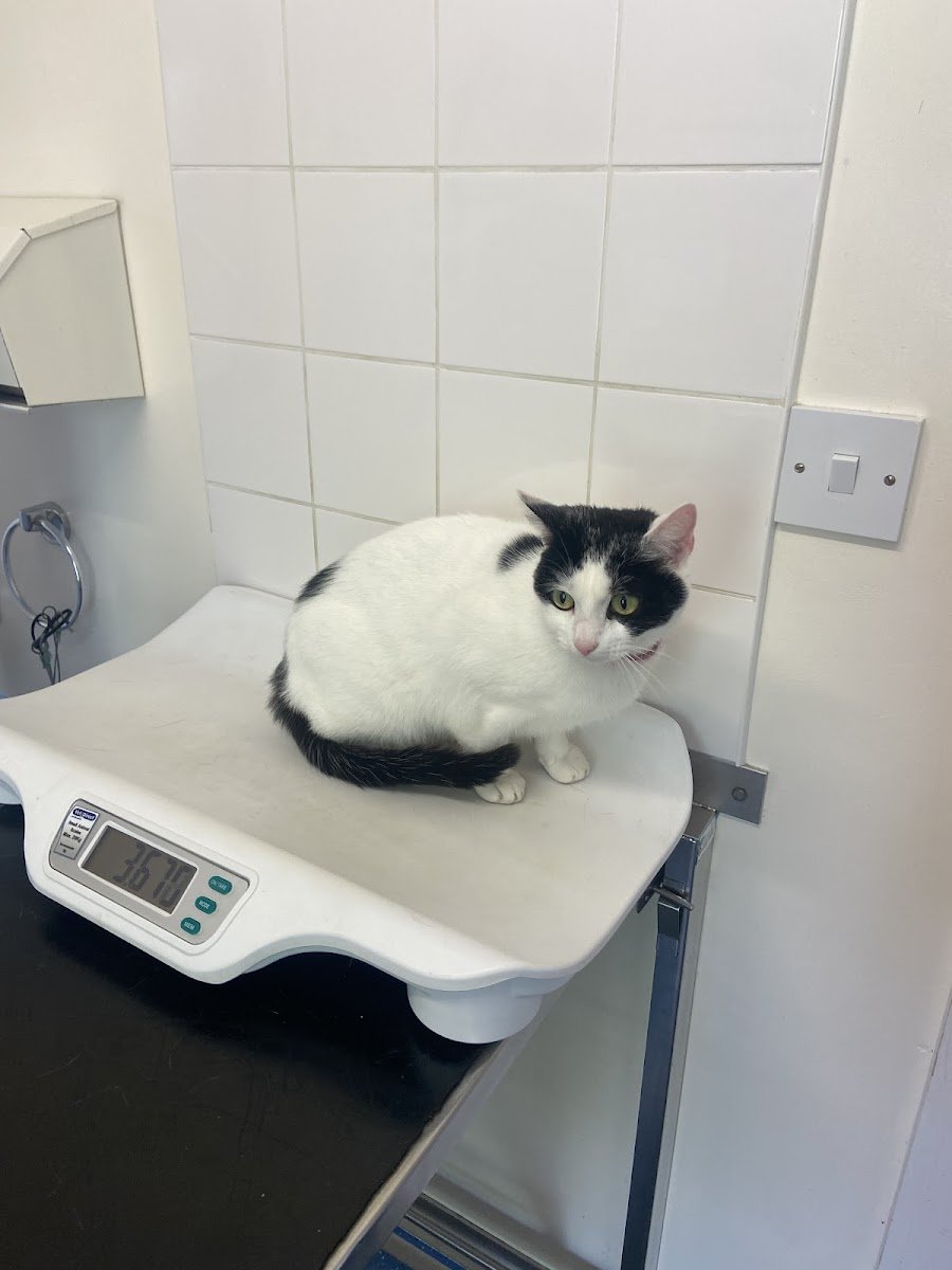 Medivet Matlock - Photo 2