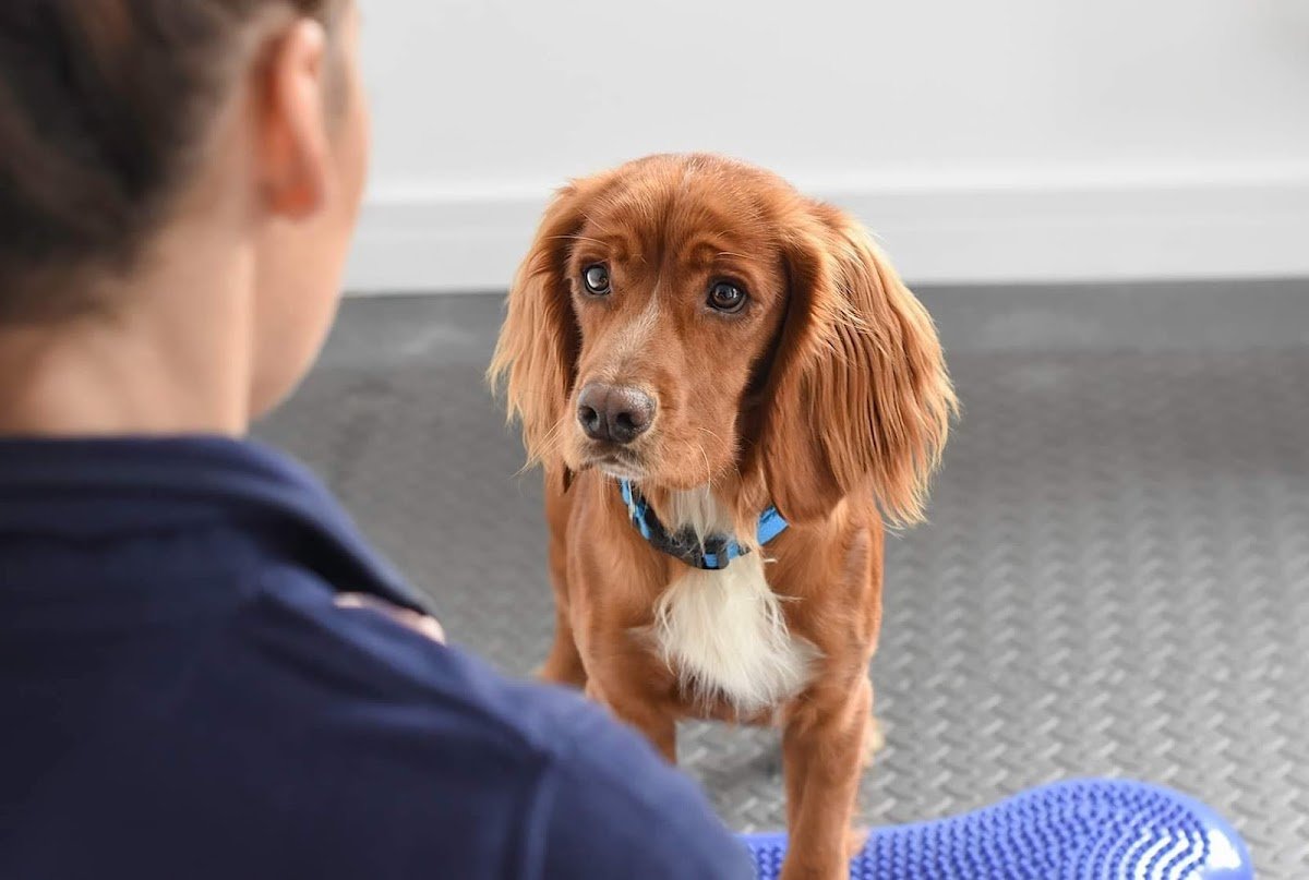 Complete Canine - Hydrotherapy and Physiotherapy - Photo 2