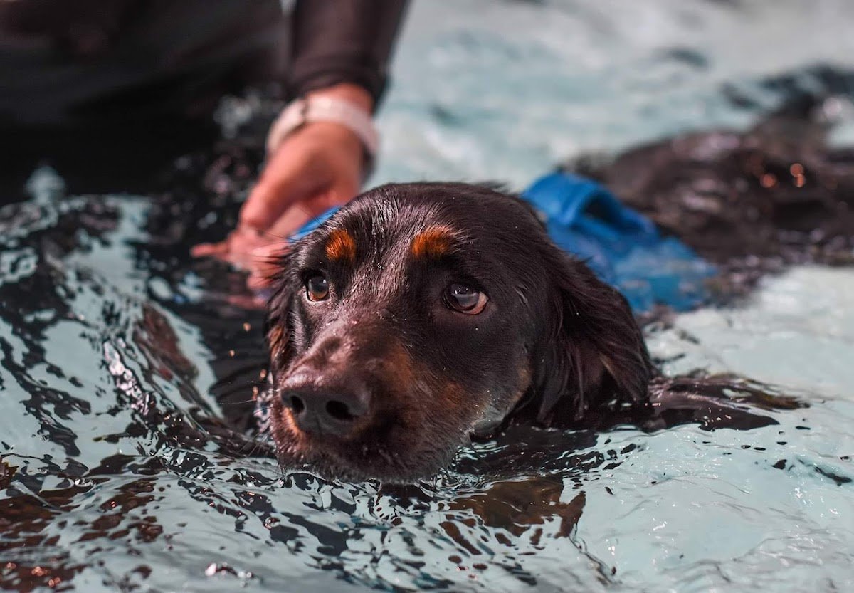 Complete Canine - Hydrotherapy and Physiotherapy - Photo 3