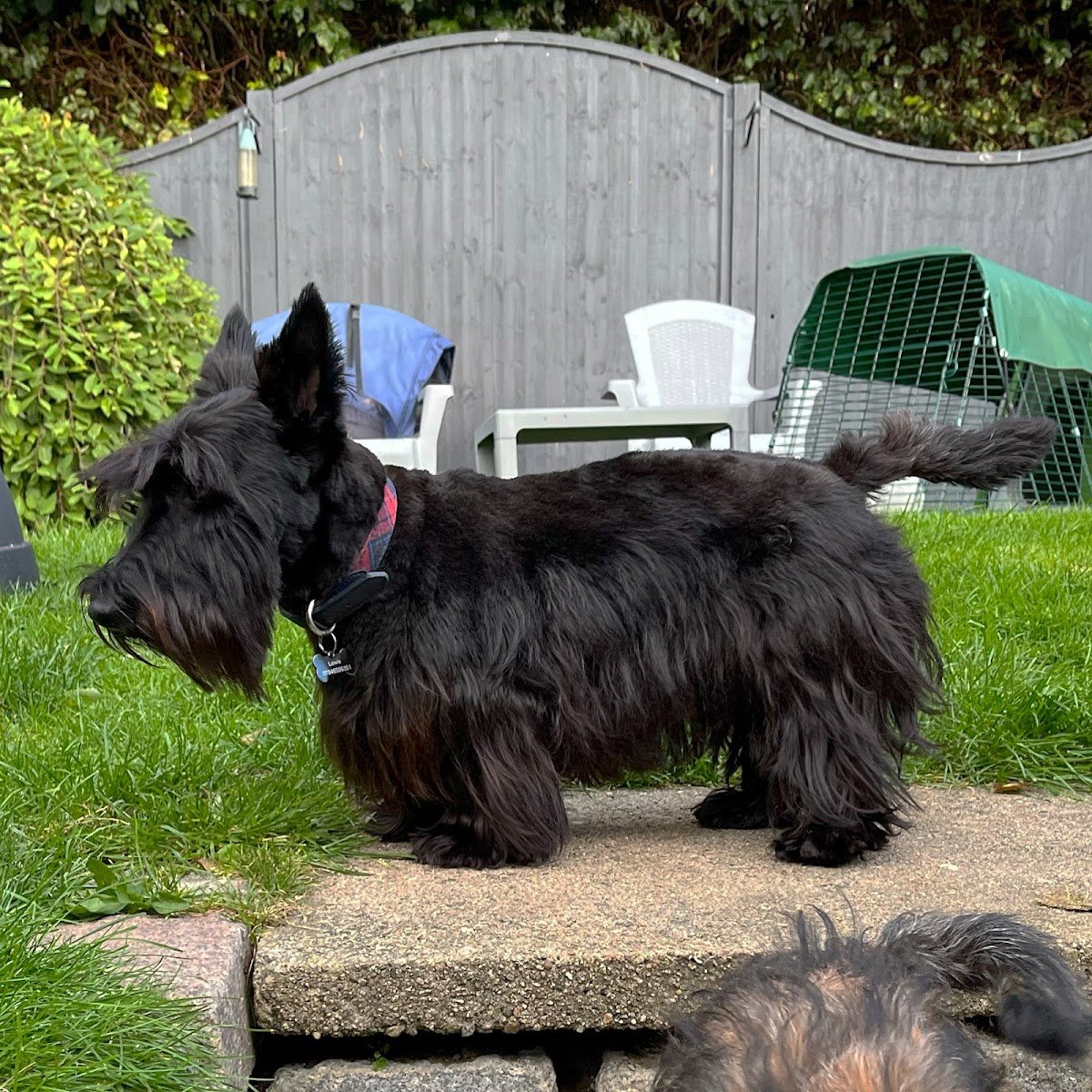 Lady & Tramp - Photo 2