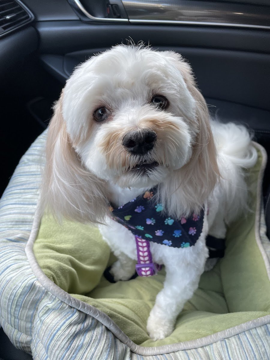 Doggie Dearest - Photo 2