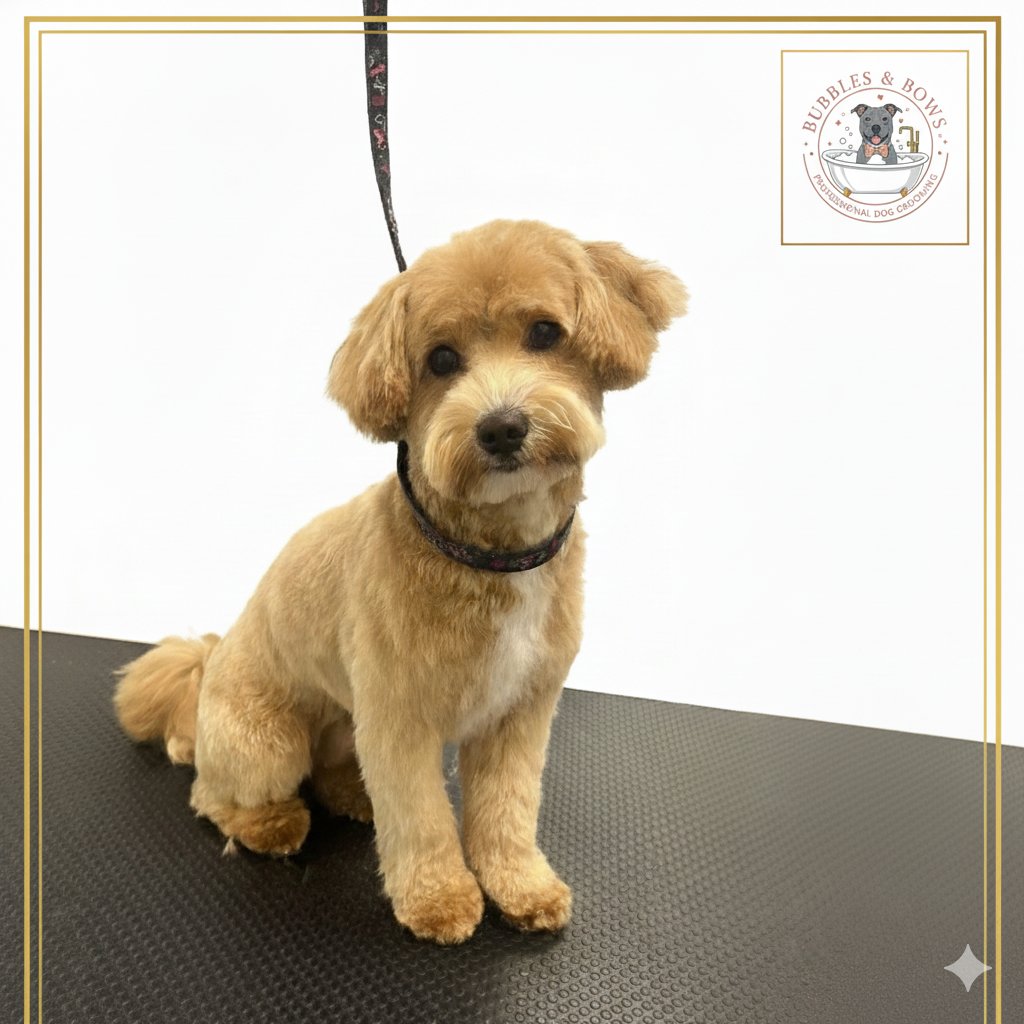 Bubbles and Bows Dog Grooming - Photo 2