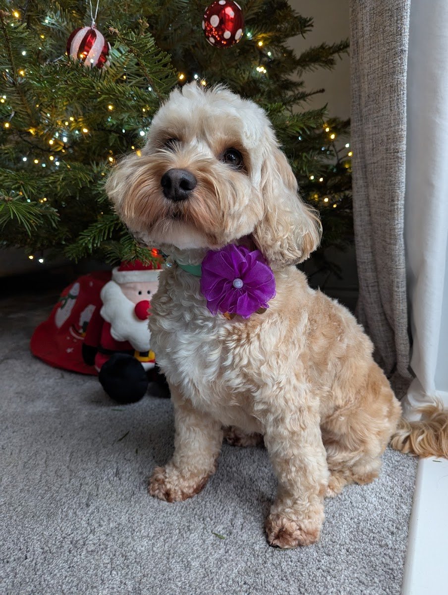 Stanwick Pet Spa - Photo 2