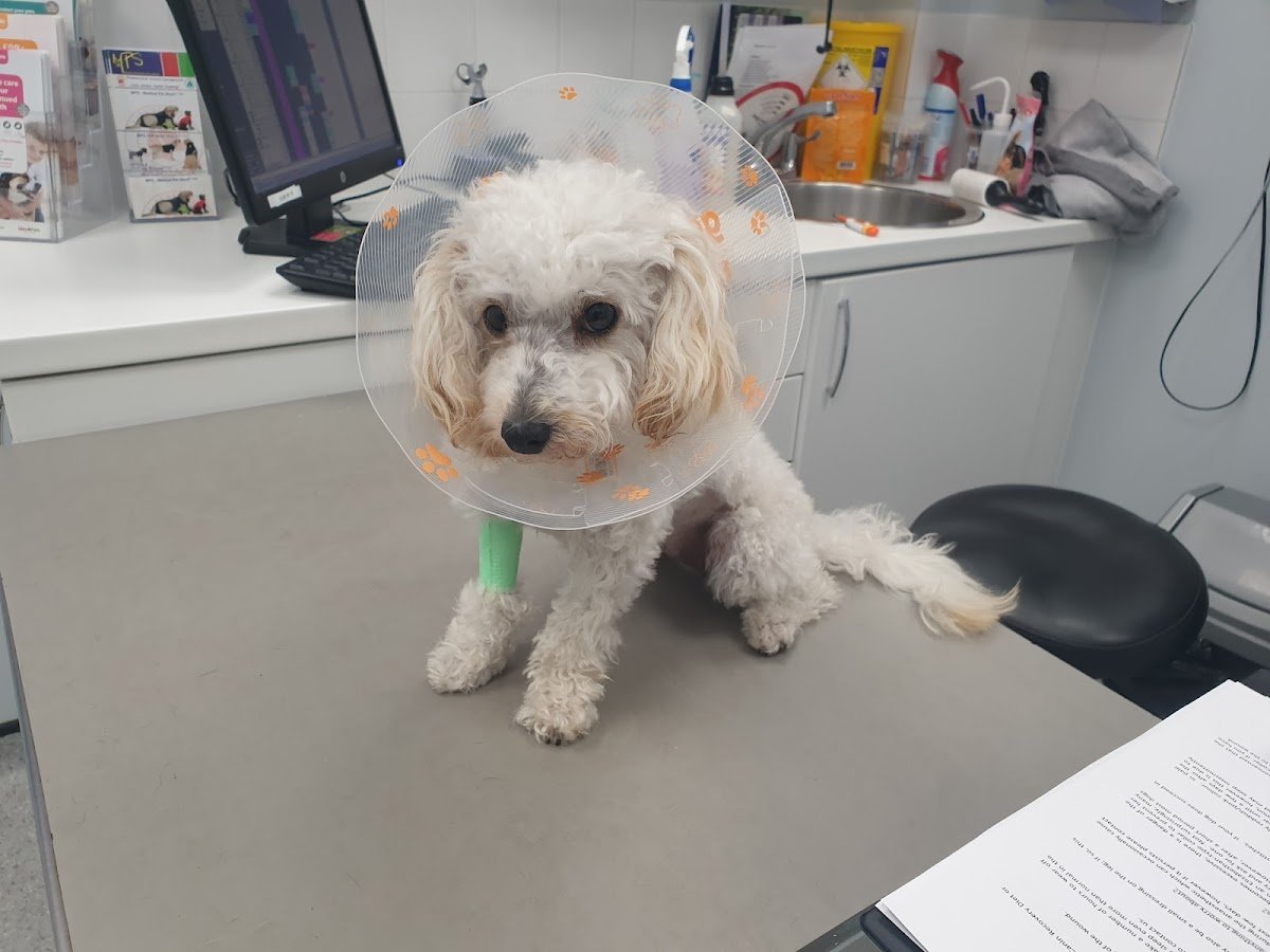 Vets for Pets - Bletchley - Photo 2