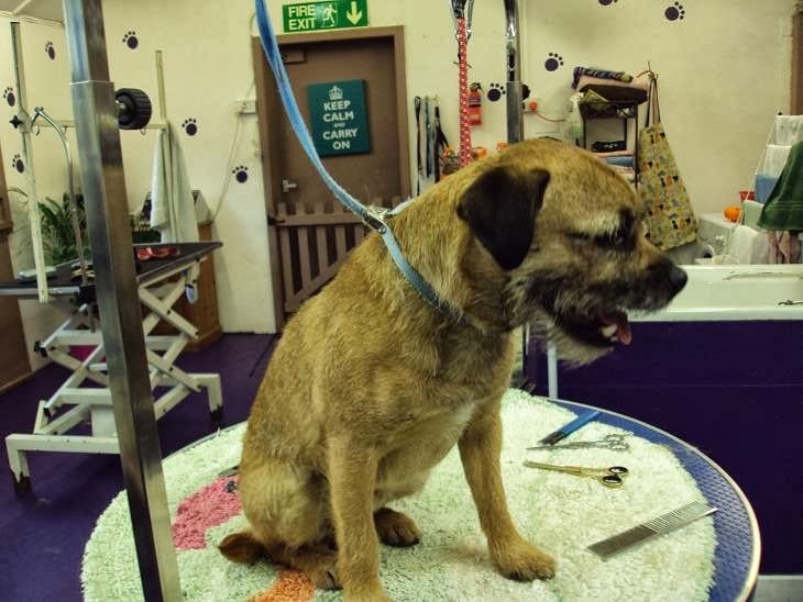 Care 4 Canines - Photo 2