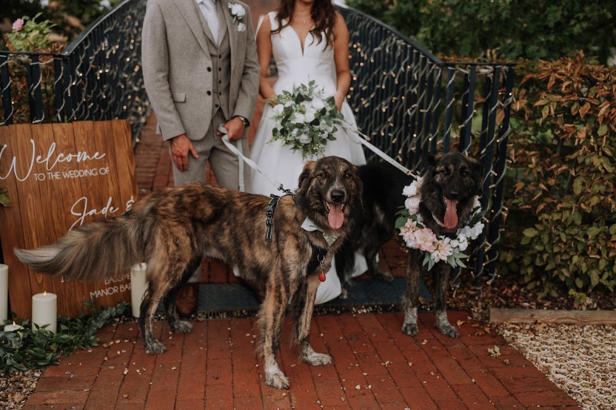 Wedding tails - Photo 2