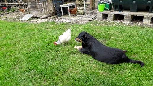 Beech House Veterinary Surgery - Photo 2
