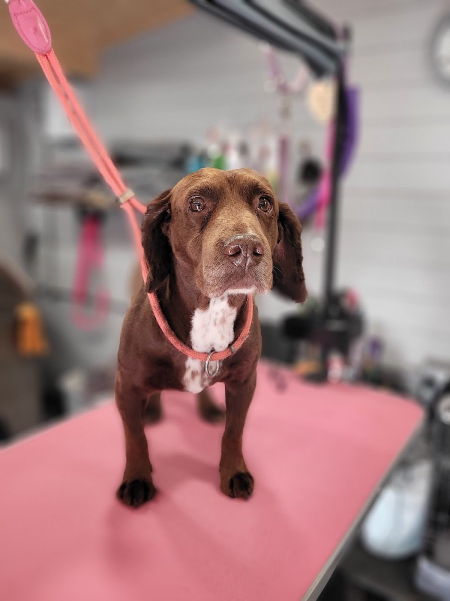 Kettering Doggiez - Photo 2