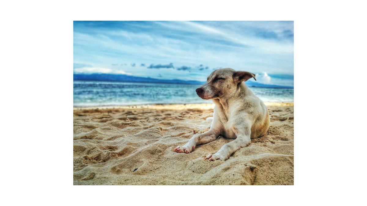 Happy Pooch - Photo 2