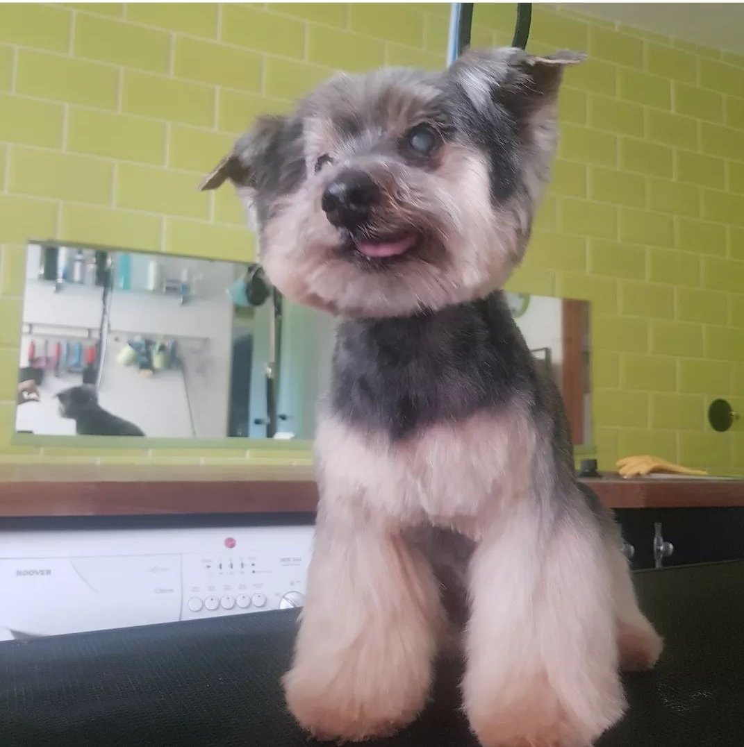 Instagroom Pet Salon - Photo 2