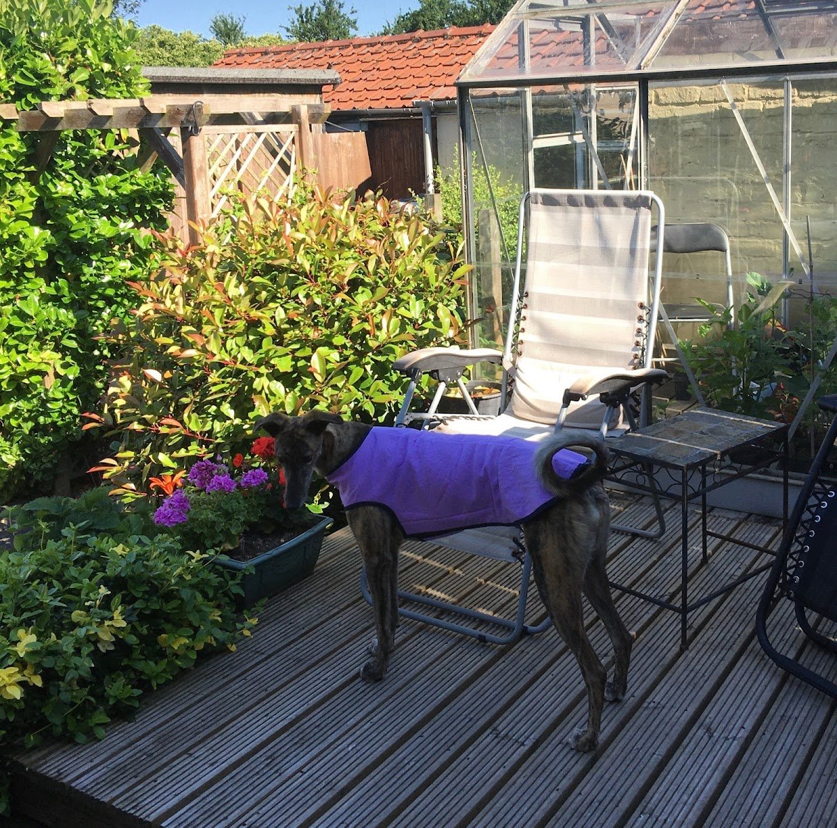 D&J Dog and Jacket - Photo 2