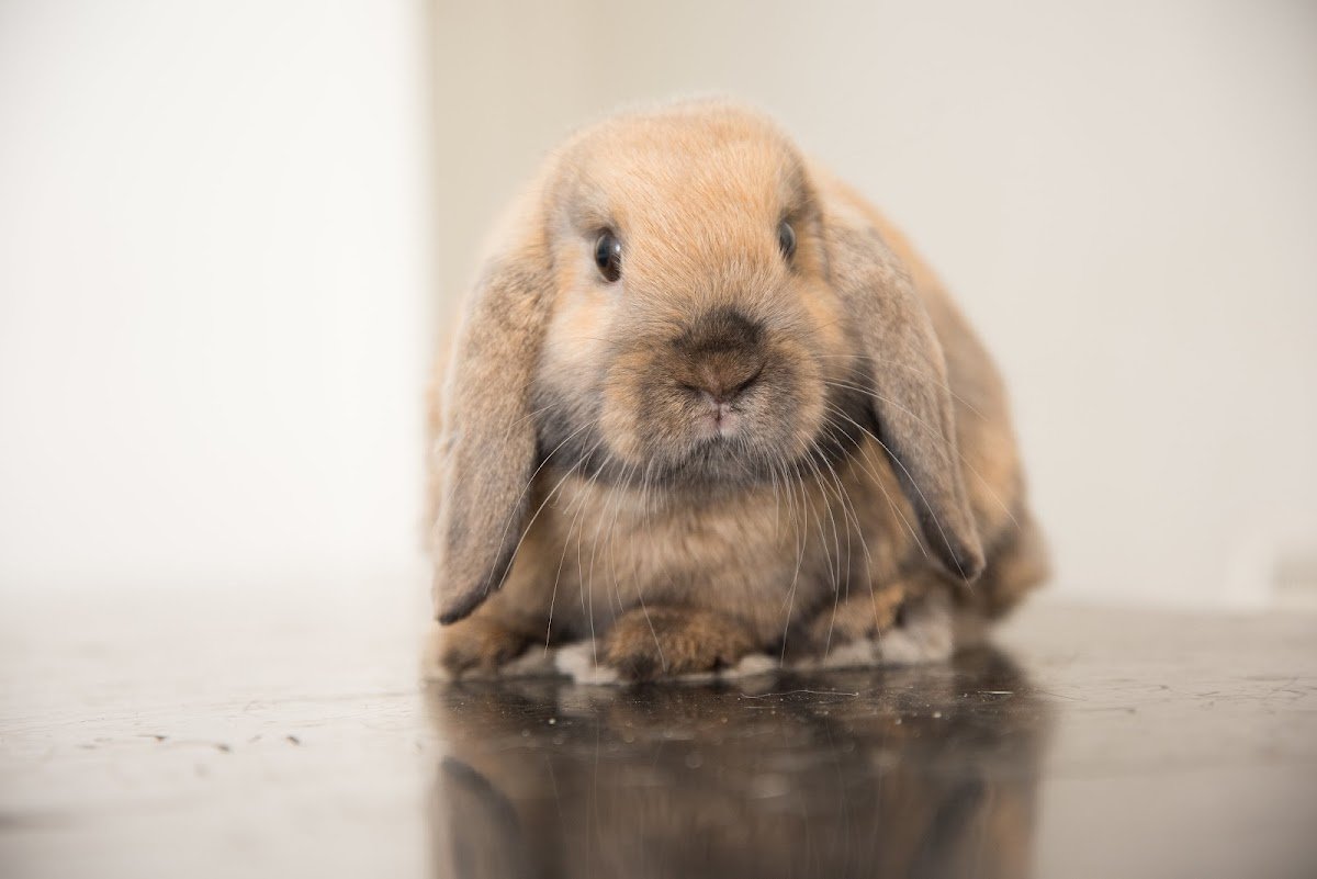 Taverham Vets - Photo 2