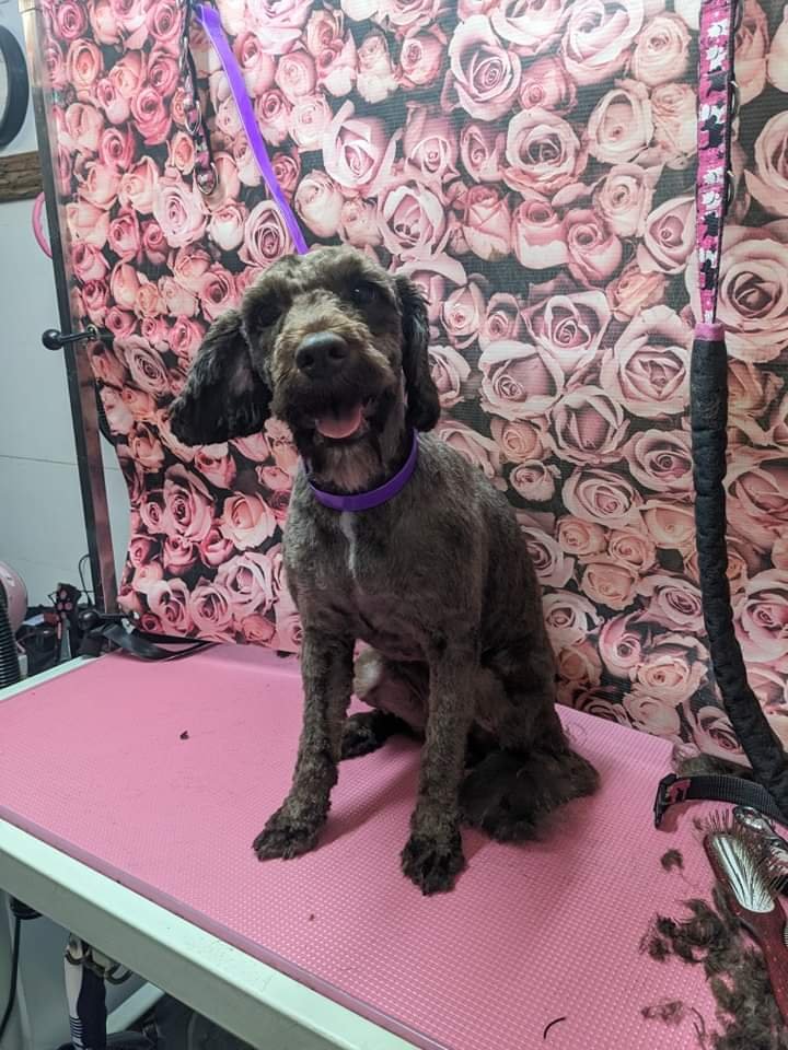 You Filthy Animal Pet Groomers - Photo 2
