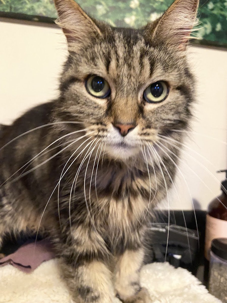 The Cat's Whiskers - Photo 2