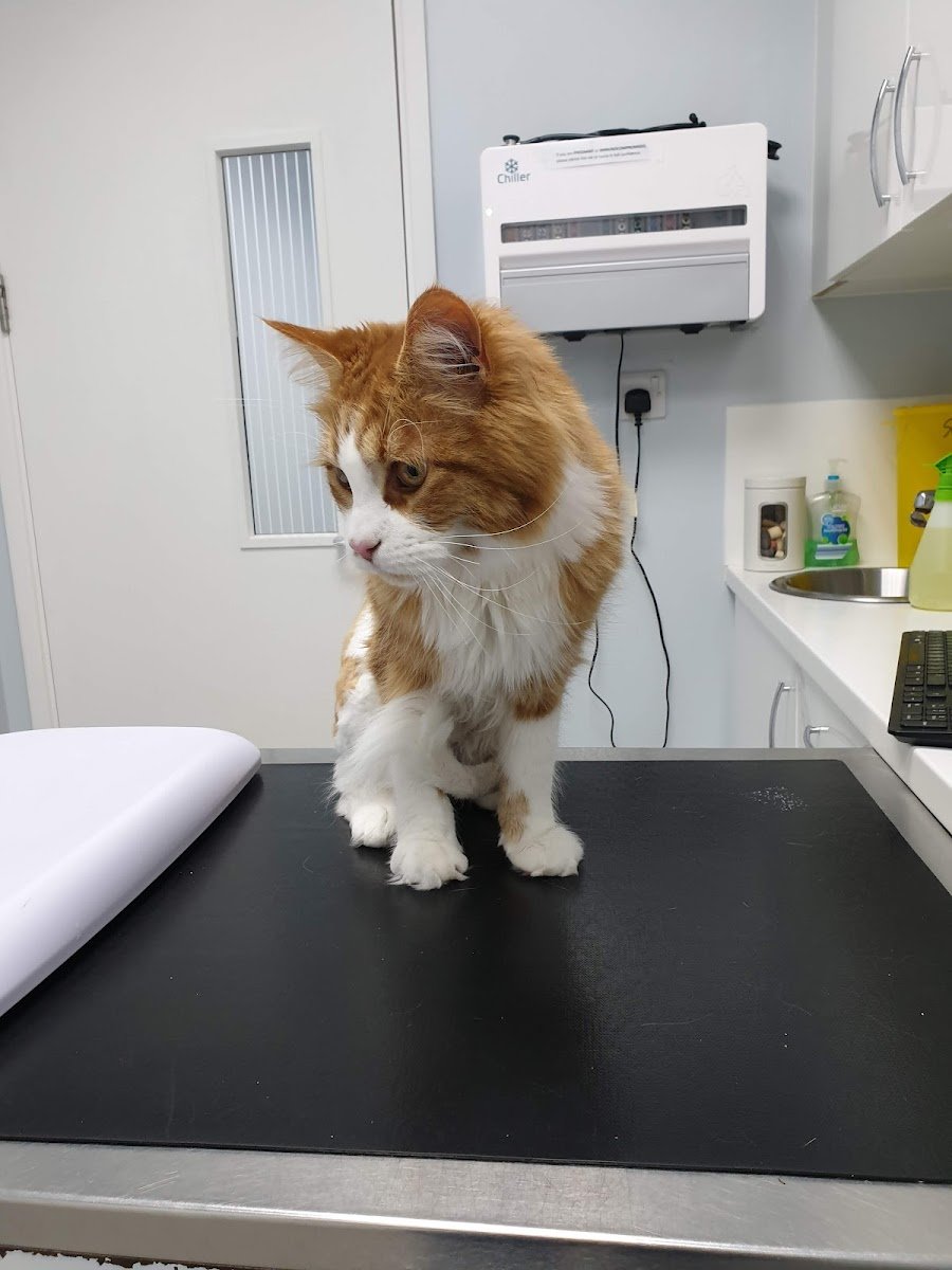 Vets4Pets - Norwich - Photo 2