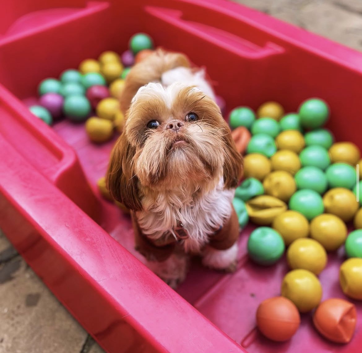 Pet Shop Bom Prá Cachorro - Pet Shop em Porto Alegre