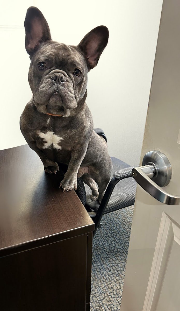 Beechmont Pet Hospital - Photo 2