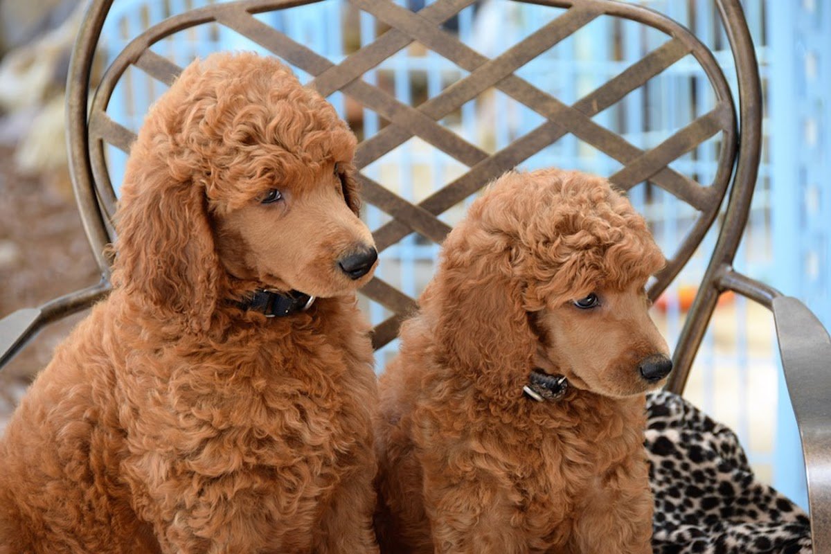 Handsome Hounds - Photo 2
