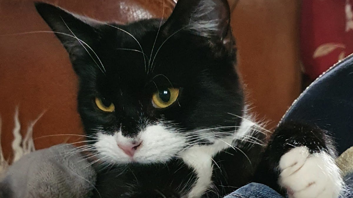 The Bluecat Cattery Ltd - Photo 2