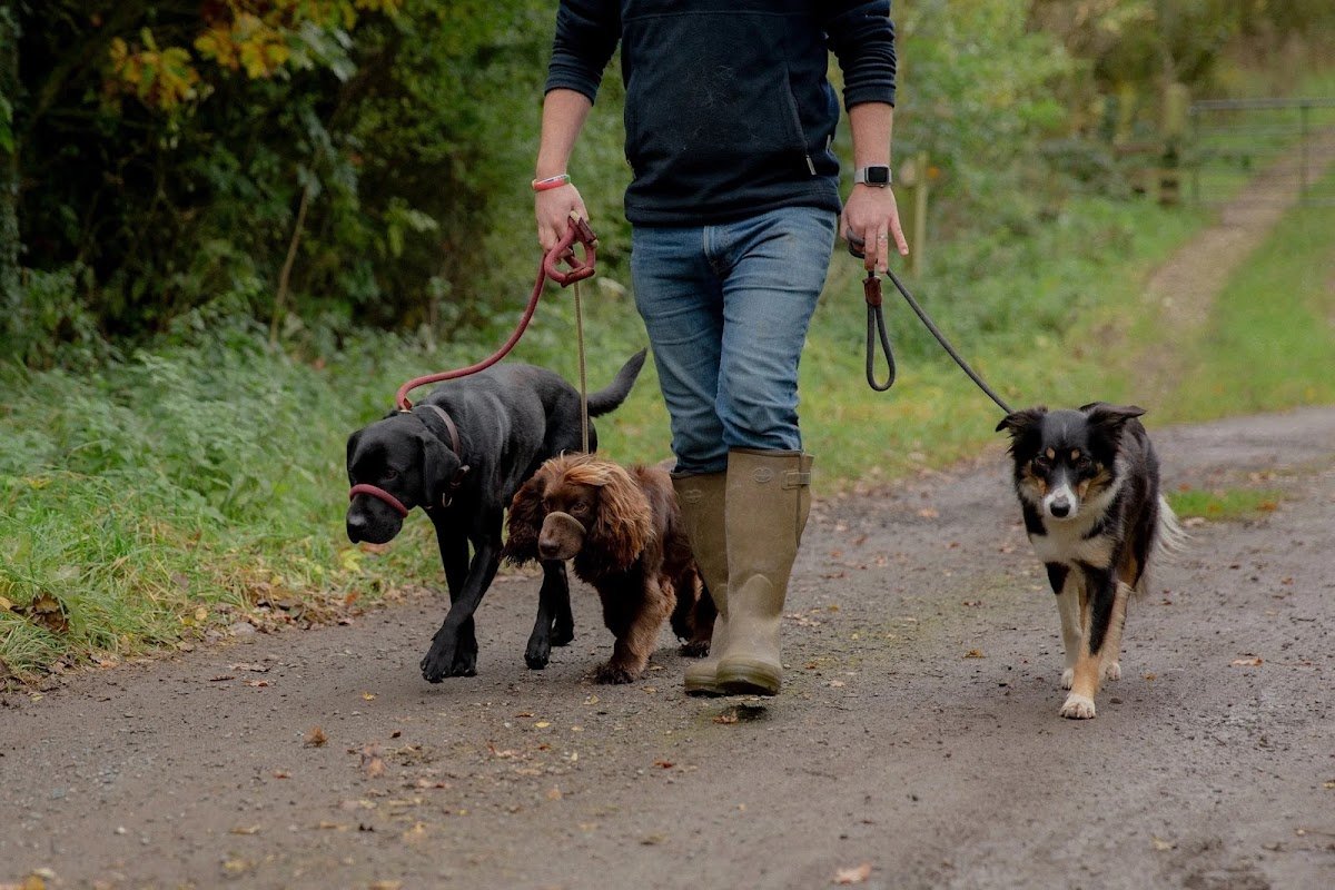 Alex's Pet service.uk - Photo 2