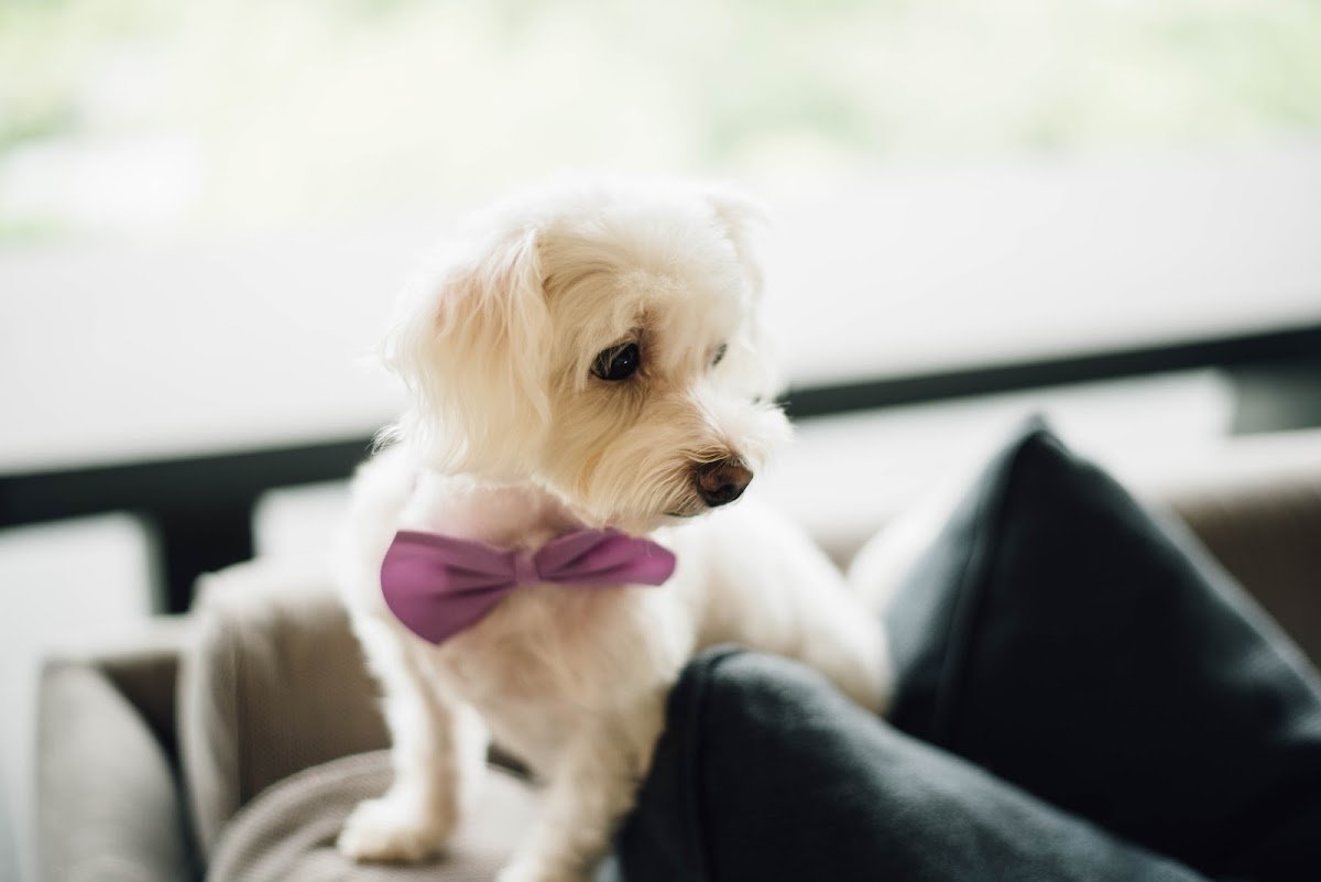 Pets and Pals - Photo 2