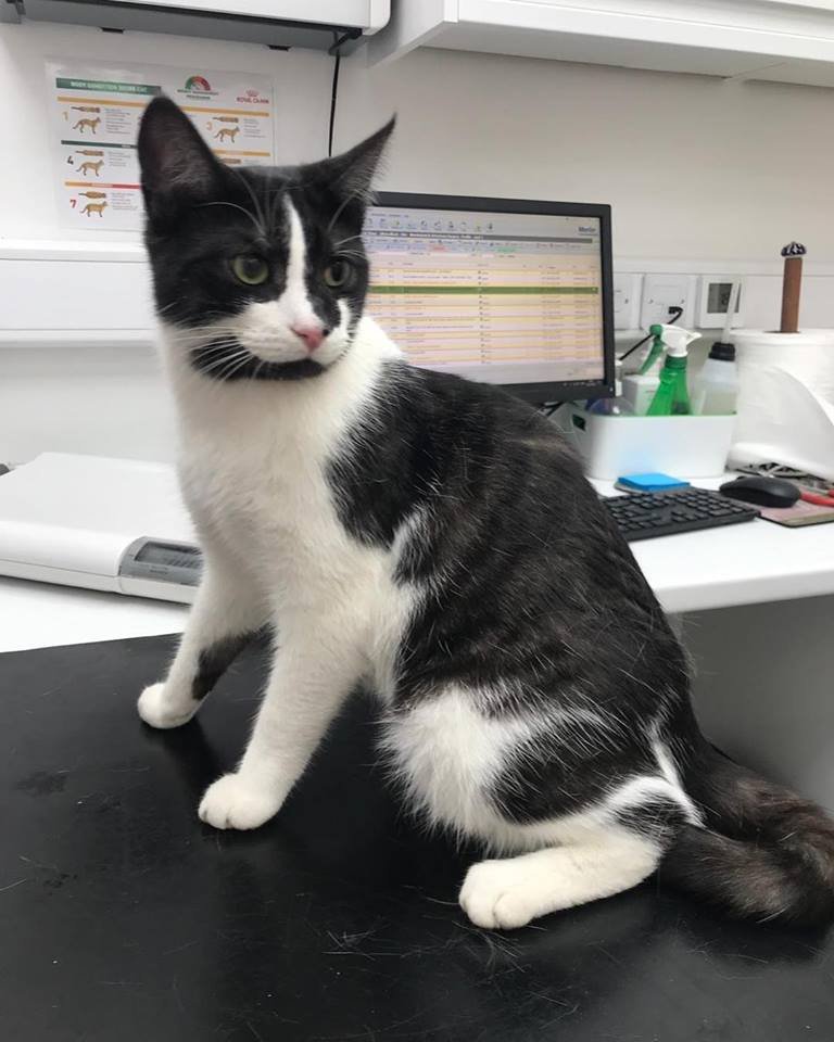 Marshalswick Veterinary Surgery - Photo 2