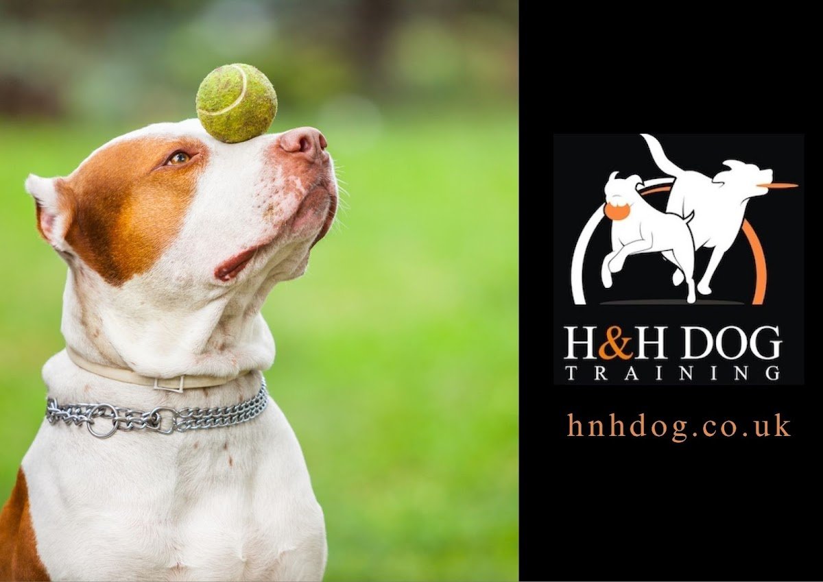 H&H Dog Walking - Photo 2