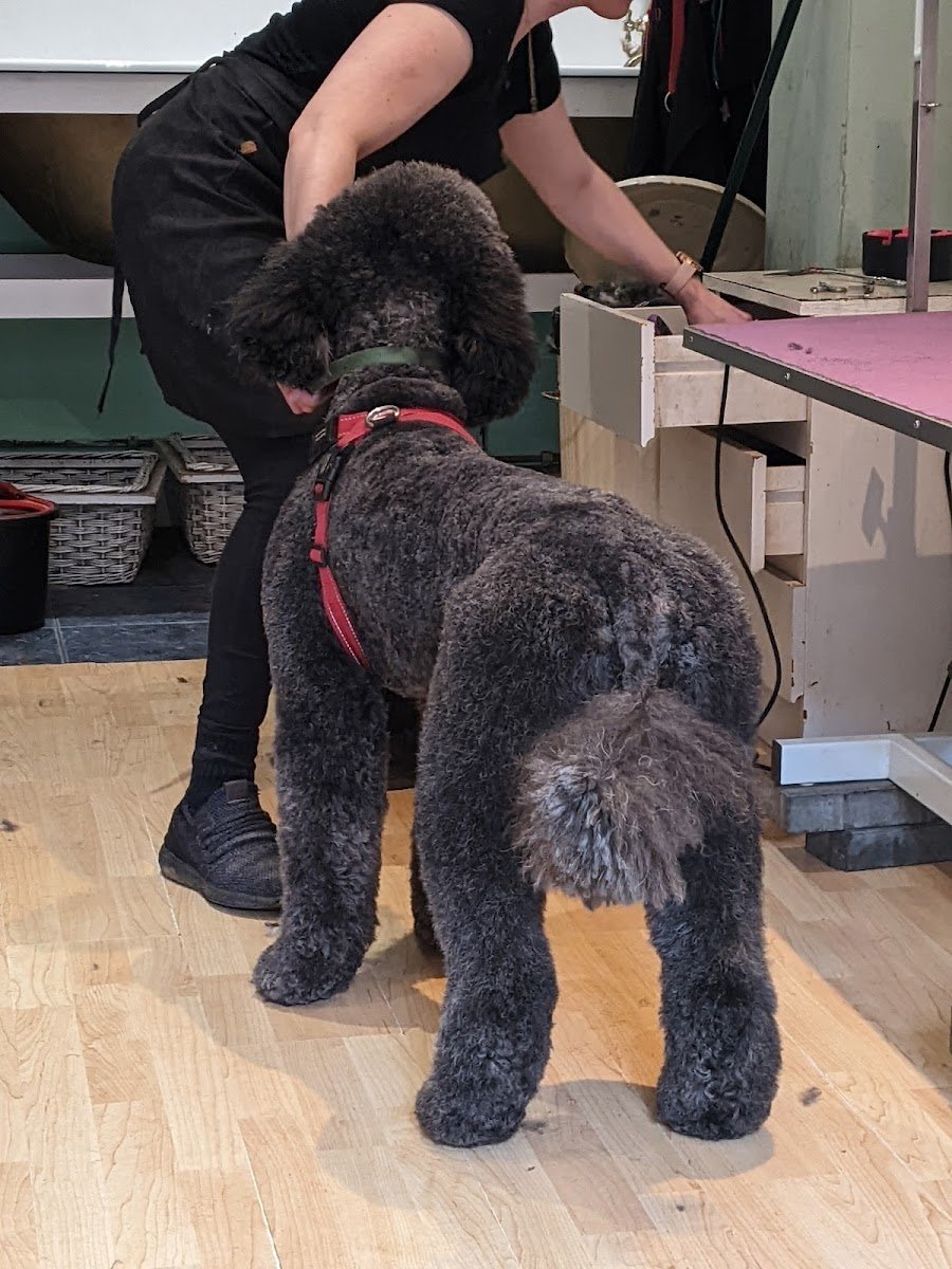 Bespoke Dog Grooming & Therapy - Photo 2