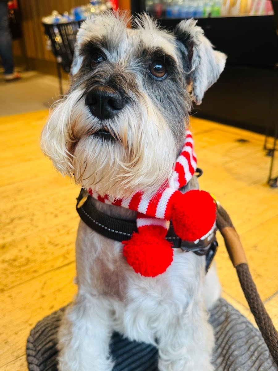 Snazzidog Grooming - Photo 2