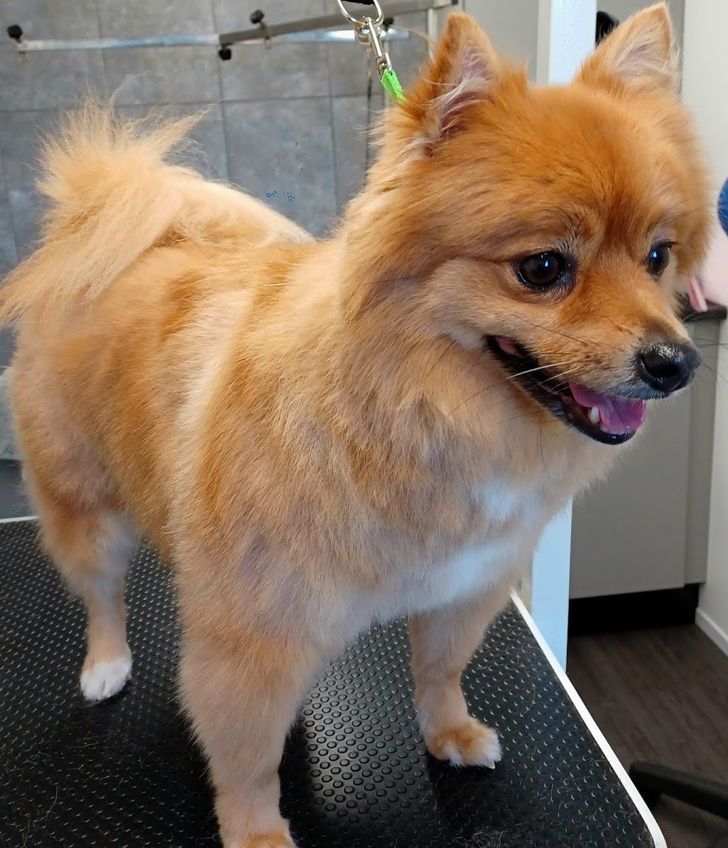 Harbury Hounds Dog grooming - Photo 2