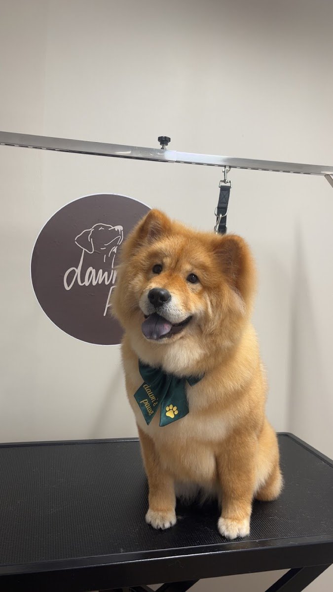 Dawn’s Paws Dog Grooming - Photo 2
