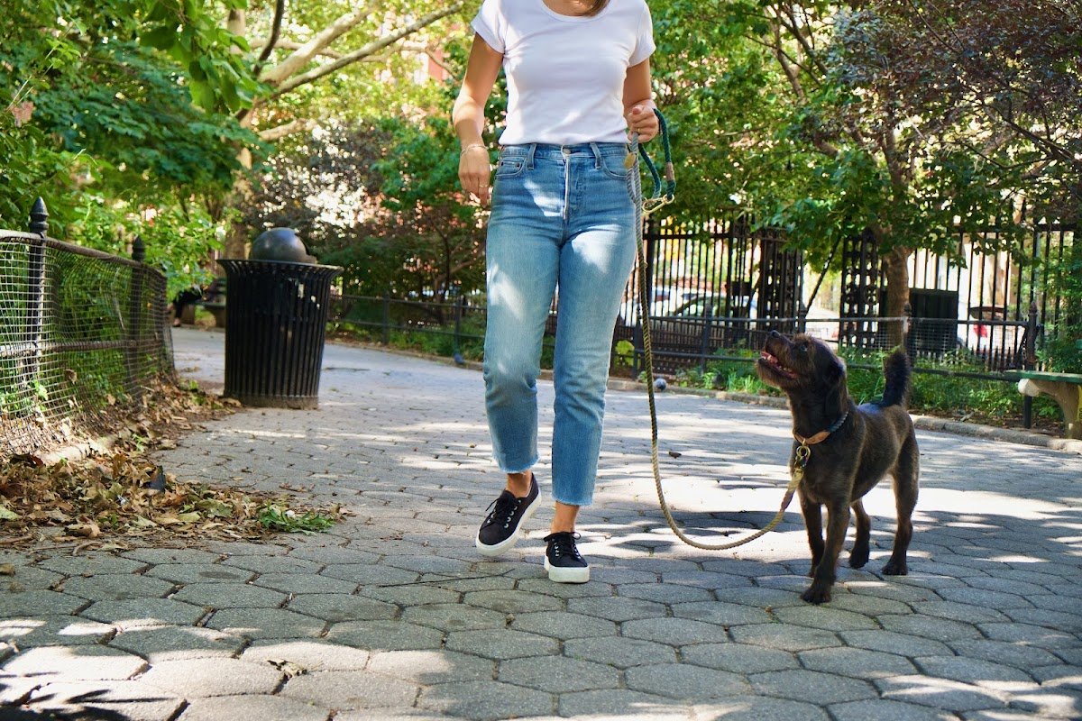 Paws for Thought Dog Training - Photo 2