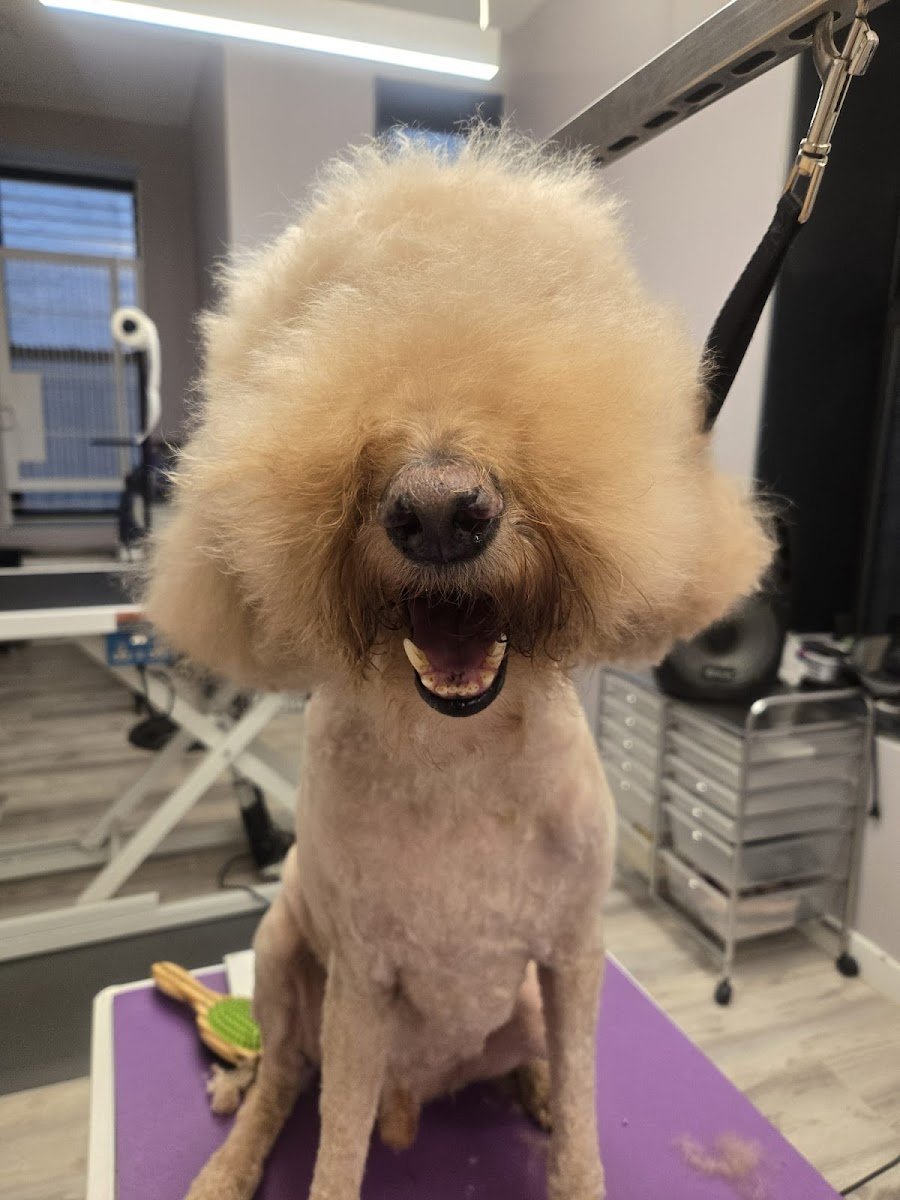 Precious Paws & Bubbles Grooming Boutique - Photo 2