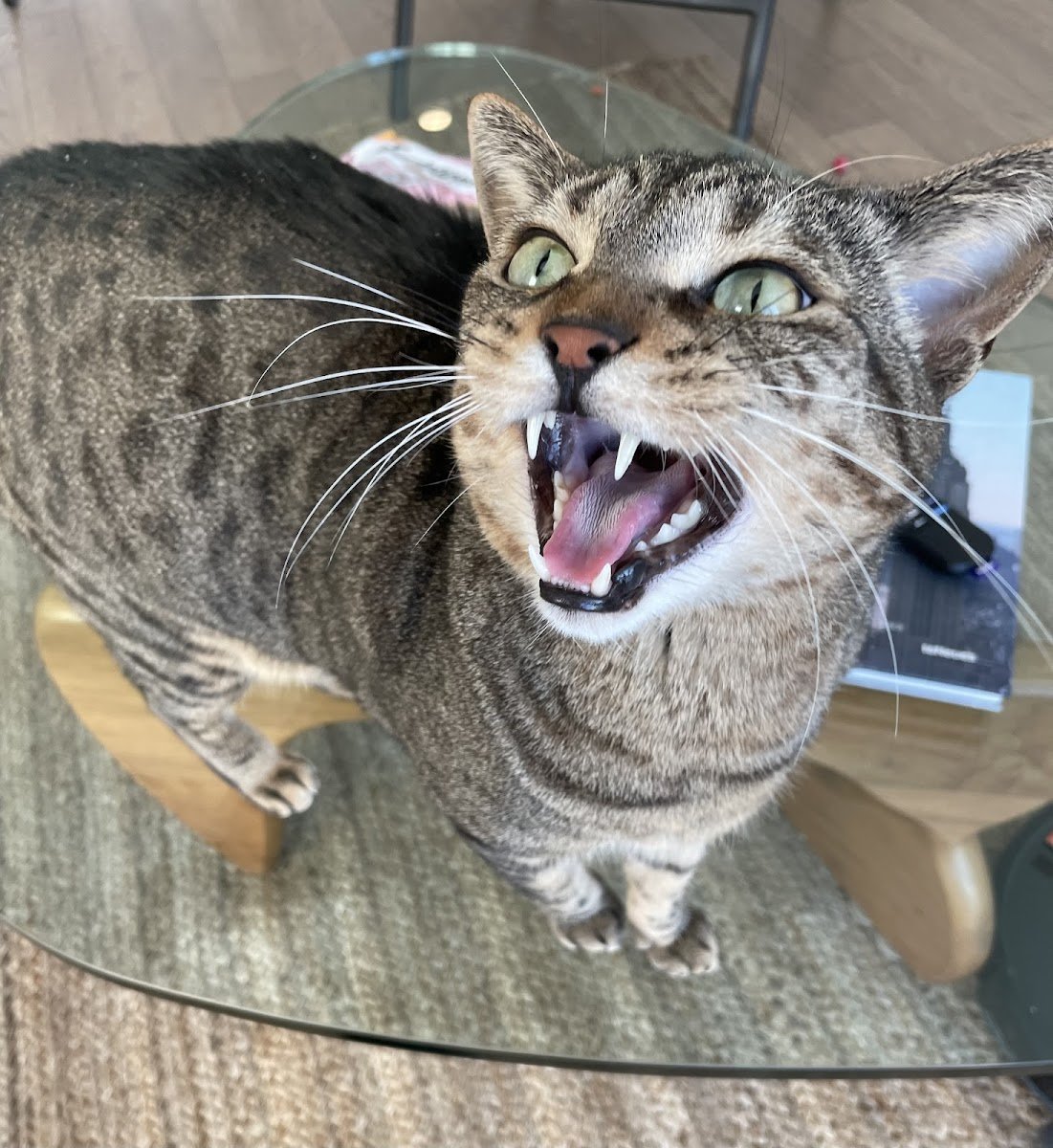 YOUR CAT SITTER - Photo 2