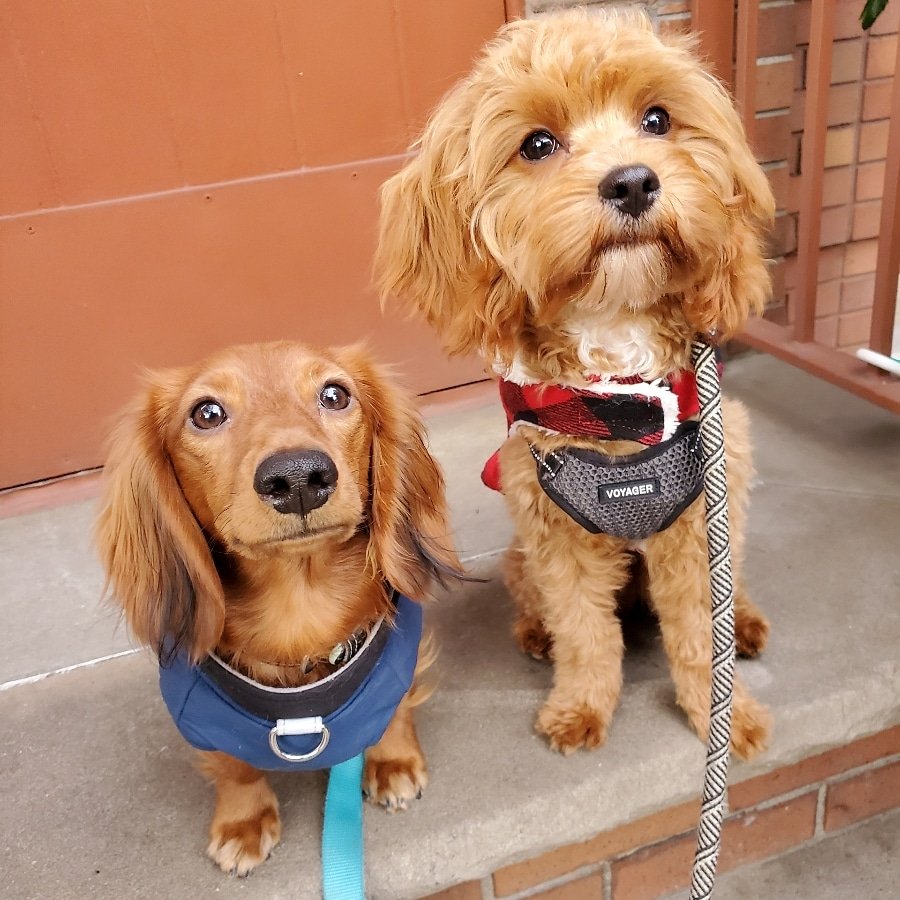 Happy Pups LLC - Photo 2