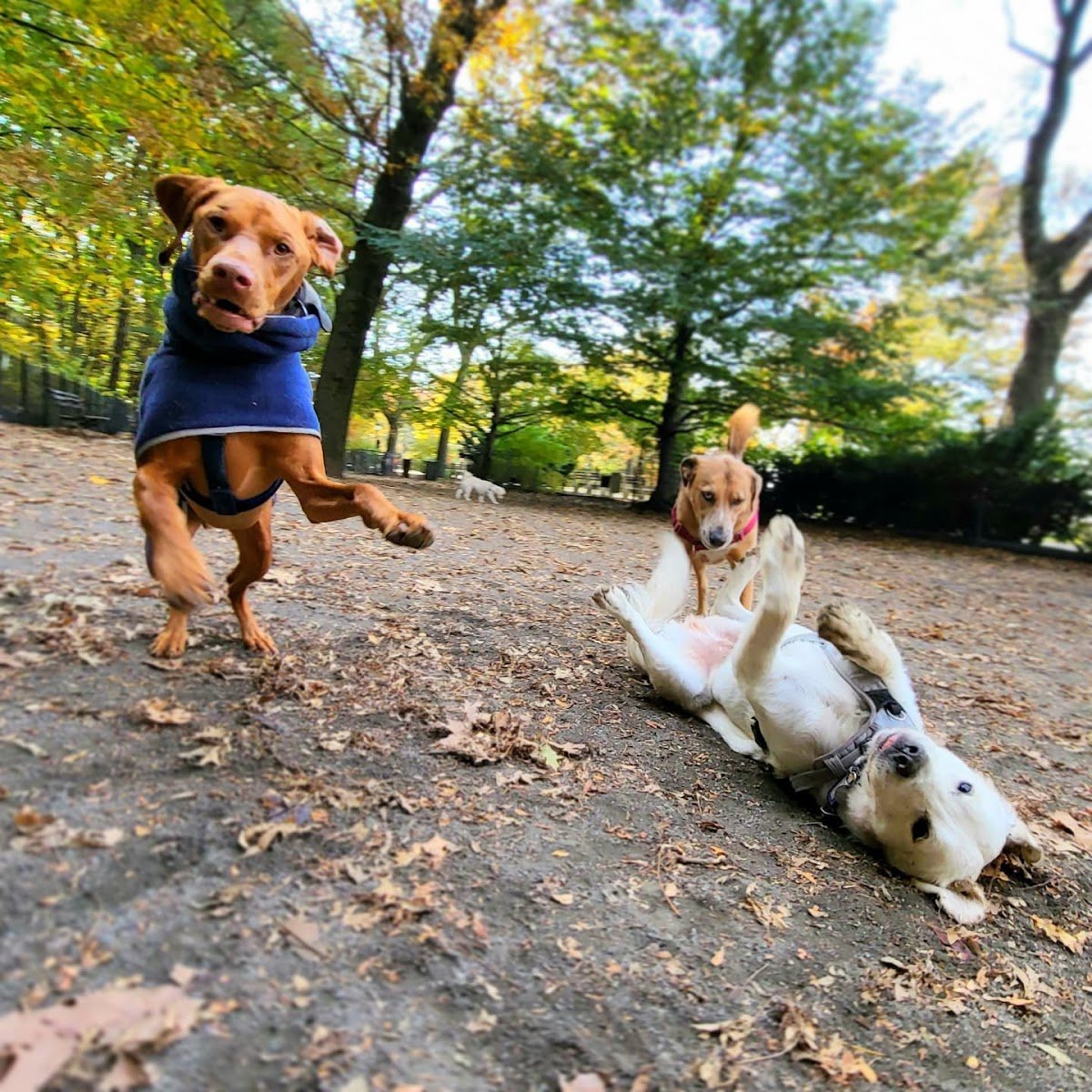 Far Fetched Pets - Photo 2