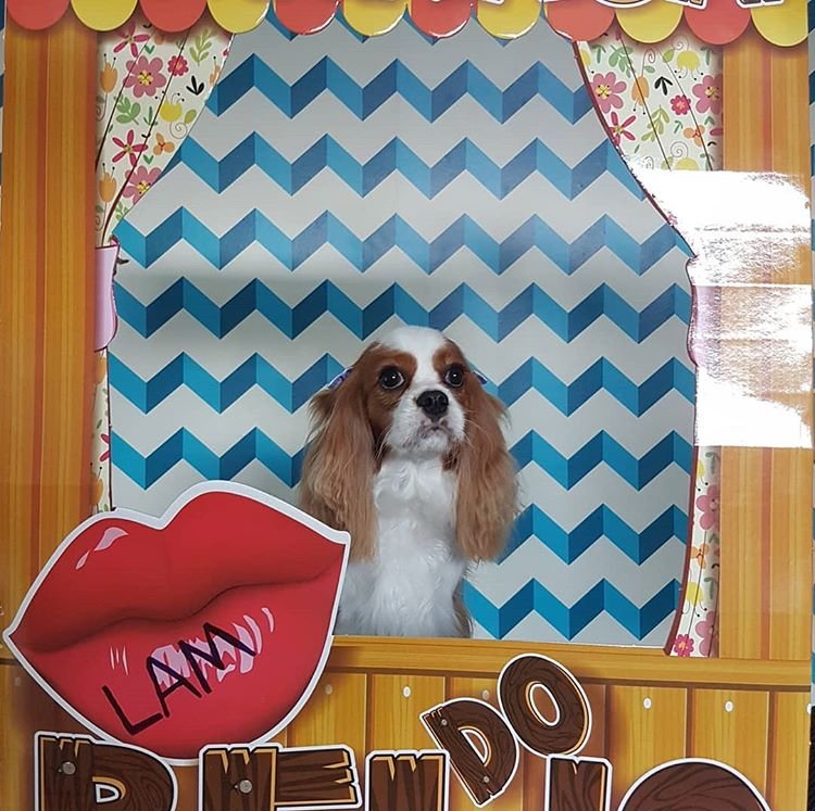 Pet Center B & N - Pet Shop em Porto Alegre
