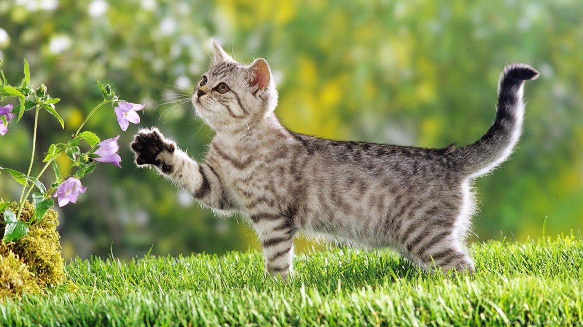 The Cat Practice - Photo 2