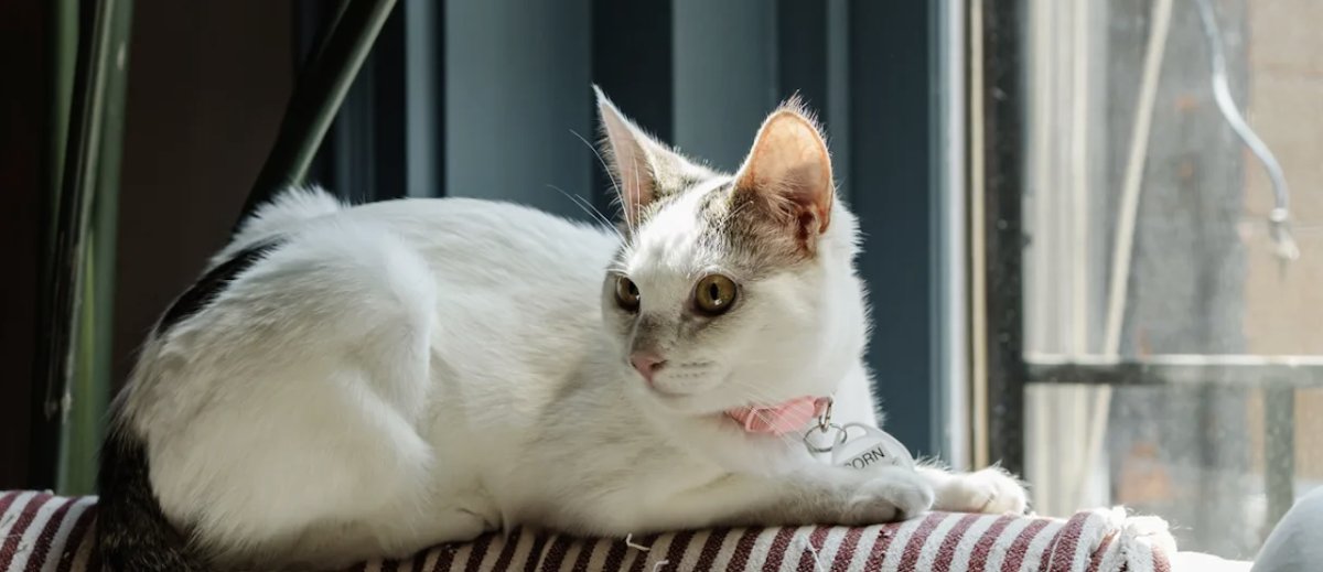 Calico Veterinary NYC - Photo 2