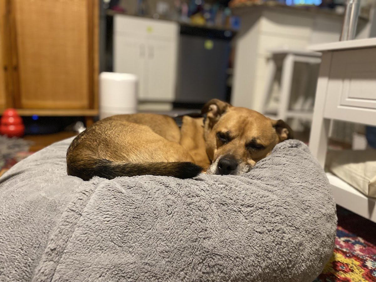 Sit. Stay. Stella. - Photo 2
