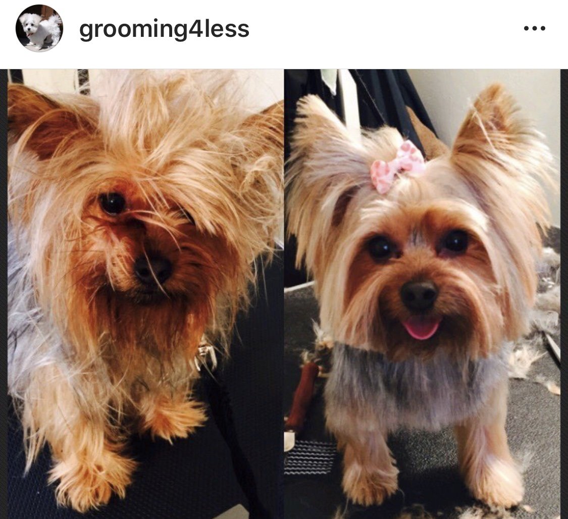 Grooming 4 Less - Photo 2