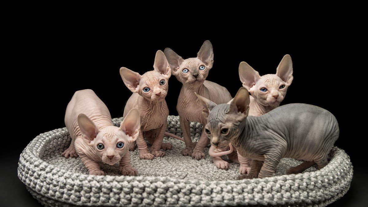 SPHYNX.NYC Cattery - Photo 2
