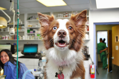 All Creatures Veterinary Services