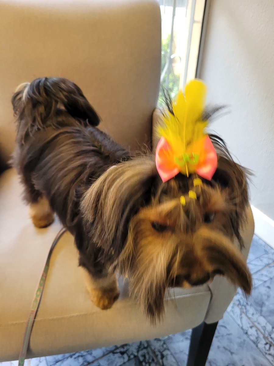 Pet Beauty Boutique e Pet Shop